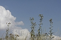 Resize of _MG_5260